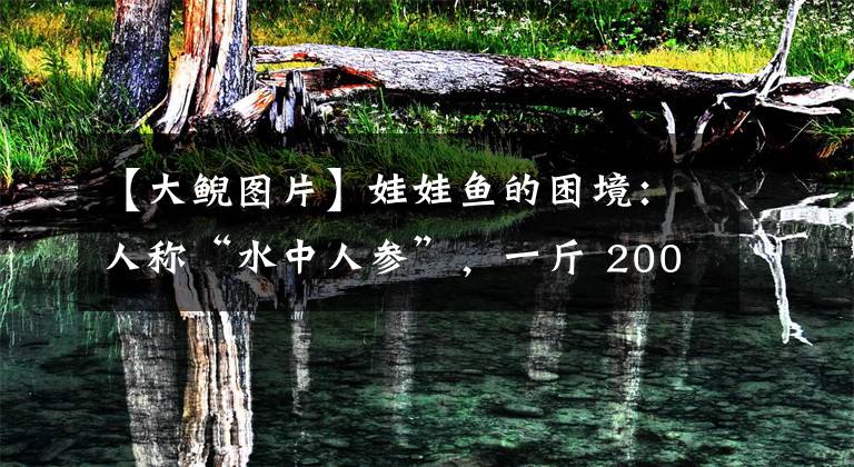 【大鯢圖片】娃娃魚的困境：人稱“水中人參”，一斤 2000到爛大街，經(jīng)歷了什么