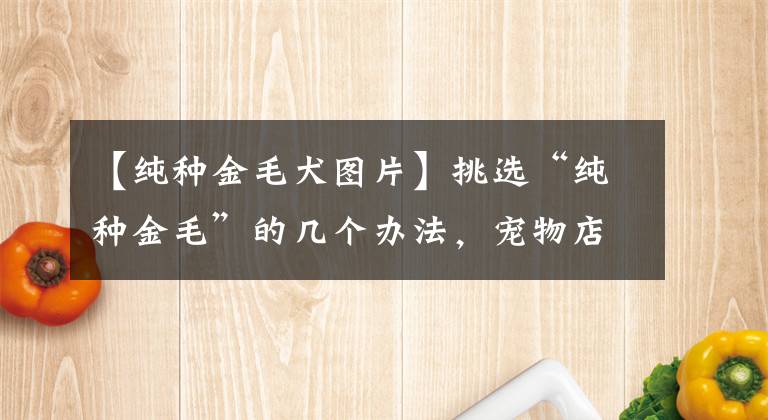 【純種金毛犬圖片】挑選“純種金毛”的幾個(gè)辦法，寵物店老板絕不會(huì)告訴你