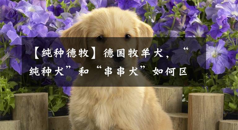 【純種德牧】德國牧羊犬，“純種犬”和“串串犬”如何區(qū)分？主要看這6個(gè)地方