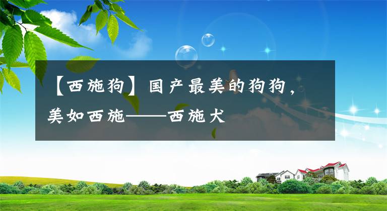 【西施狗】國產(chǎn)最美的狗狗，美如西施——西施犬