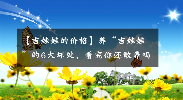 【吉娃娃的價(jià)格】養(yǎng)“吉娃娃”的6大壞處，看完你還敢養(yǎng)嗎？