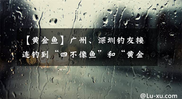 【黃金魚】廣州、深圳釣友接連釣到“四不像魚”和“黃金魚”，是新物種嗎？