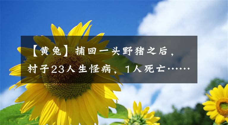 【黃兔】捕回一頭野豬之后，村子23人生怪病，1人死亡……哪些野生動(dòng)物不能再濫食了？