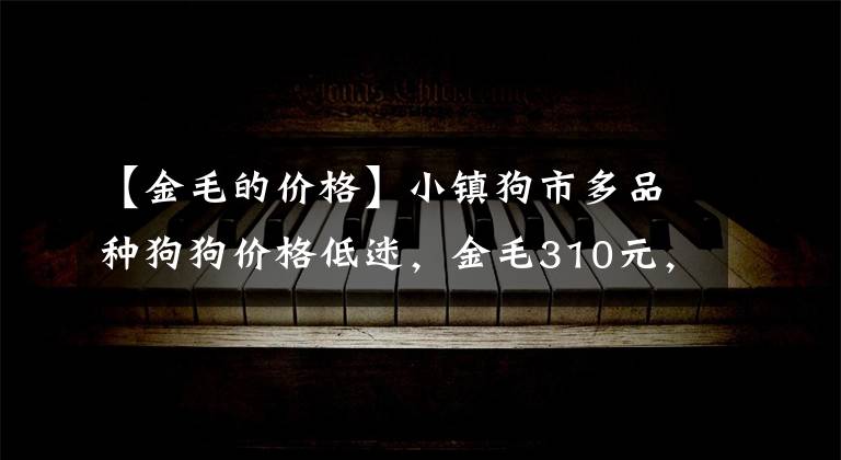 【金毛的價格】小鎮(zhèn)狗市多品種狗狗價格低迷，金毛310元，斑點520元