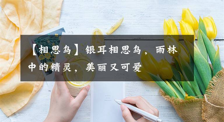 【相思鳥(niǎo)】銀耳相思鳥(niǎo)，雨林中的精靈，美麗又可愛(ài)