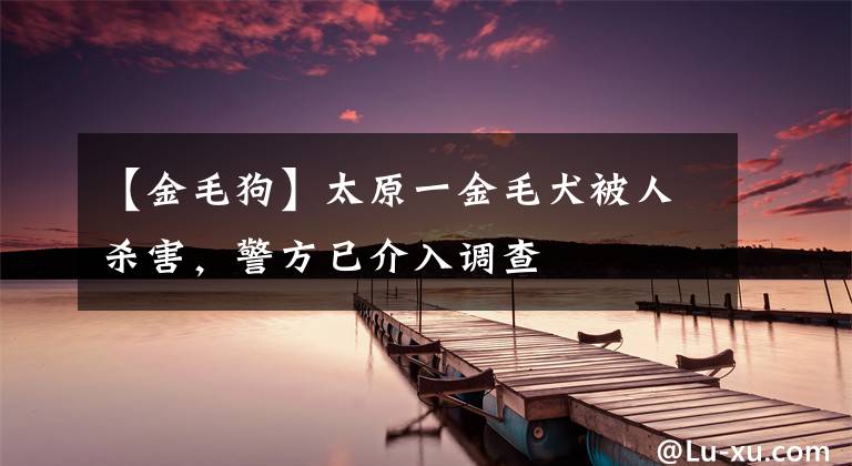 【金毛狗】太原一金毛犬被人殺害，警方已介入調(diào)查