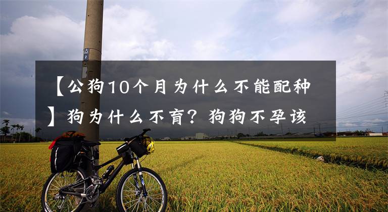 【公狗10個(gè)月為什么不能配種】狗為什么不育？狗狗不孕該怎么辦？