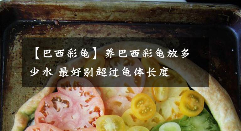 【巴西彩龜】養(yǎng)巴西彩龜放多少水 最好別超過龜體長度