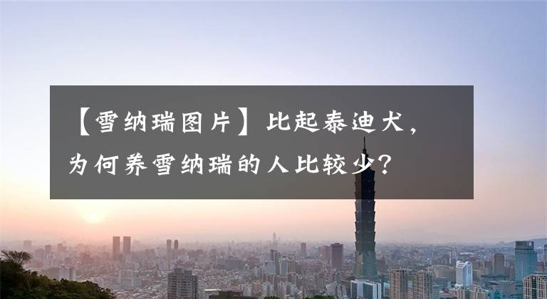 【雪納瑞圖片】比起泰迪犬，為何養(yǎng)雪納瑞的人比較少？