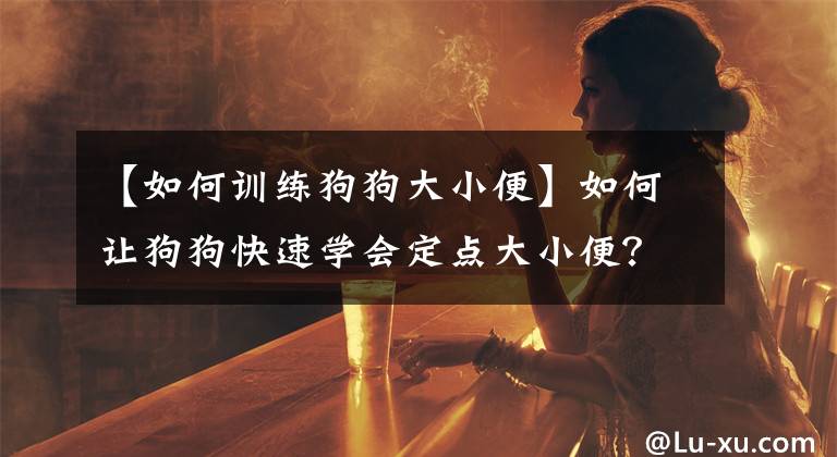 【如何訓練狗狗大小便】如何讓狗狗快速學會定點大小便？寵物專家：只要學會這7招就可以