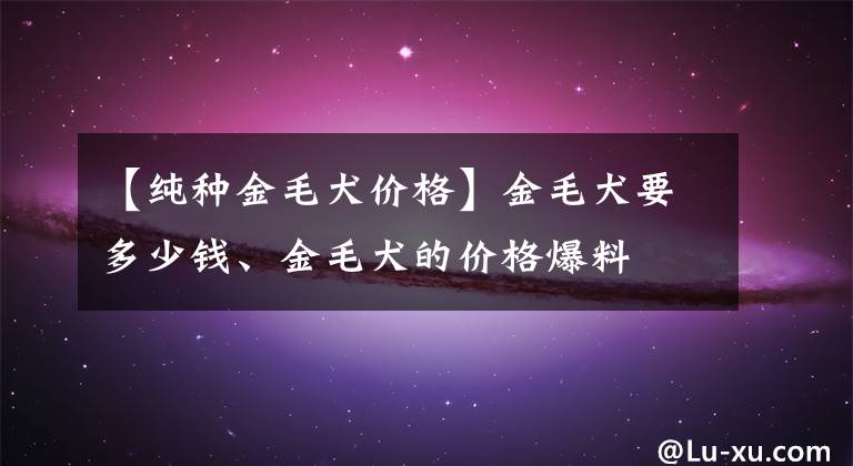 【純種金毛犬價(jià)格】金毛犬要多少錢(qián)、金毛犬的價(jià)格爆料