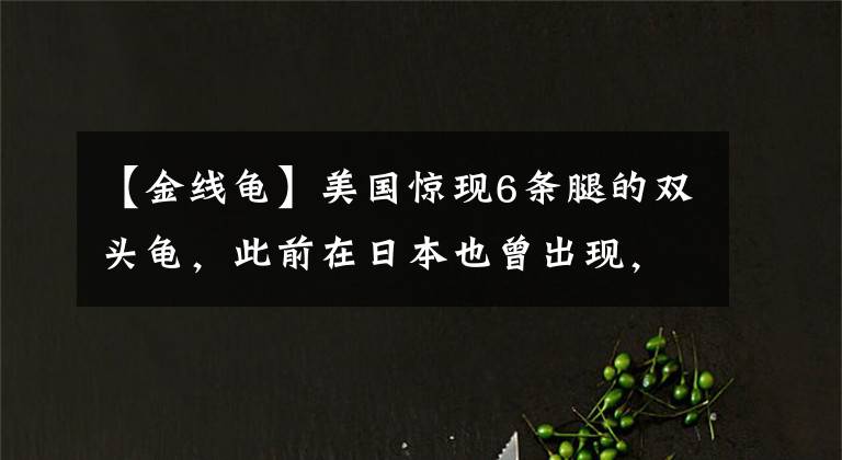 【金線龜】美國(guó)驚現(xiàn)6條腿的雙頭龜，此前在日本也曾出現(xiàn)，和海洋污染有關(guān)？