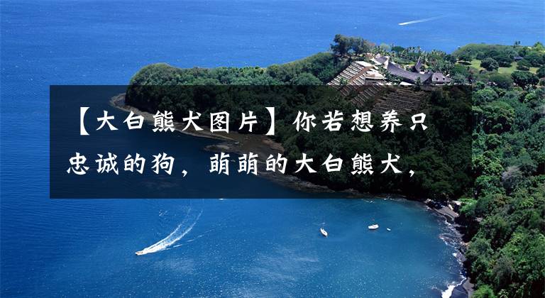 【大白熊犬圖片】你若想養(yǎng)只忠誠的狗，萌萌的大白熊犬，是當今世界上最忠誠的狗