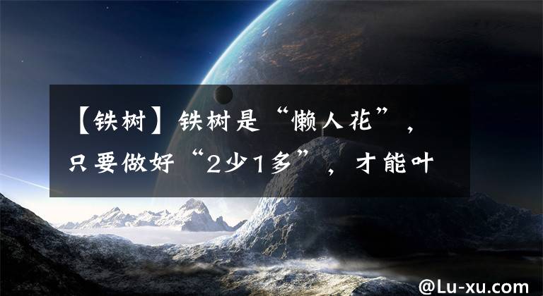 【鐵樹】鐵樹是“懶人花”，只要做好“2少1多”，才能葉子油綠長勢旺盛