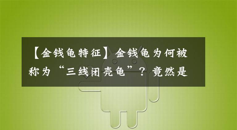 【金錢龜特征】金錢龜為何被稱為“三線閉殼龜”？竟然是因?yàn)檫@個原因