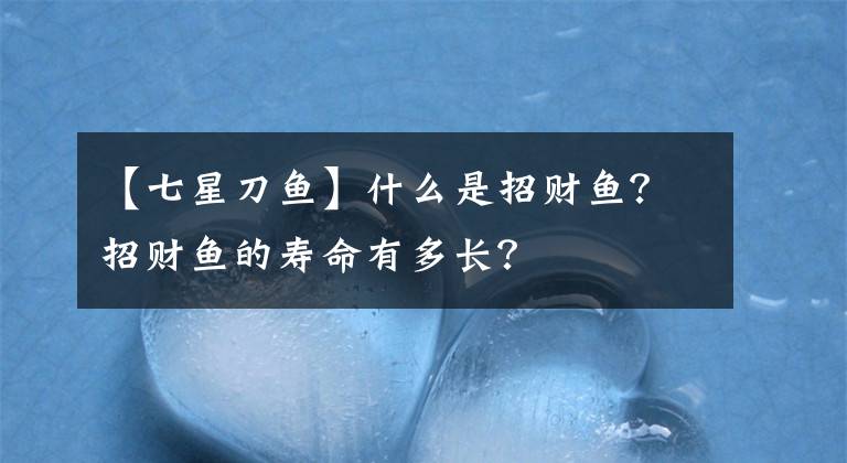 【七星刀魚】什么是招財魚？招財魚的壽命有多長？