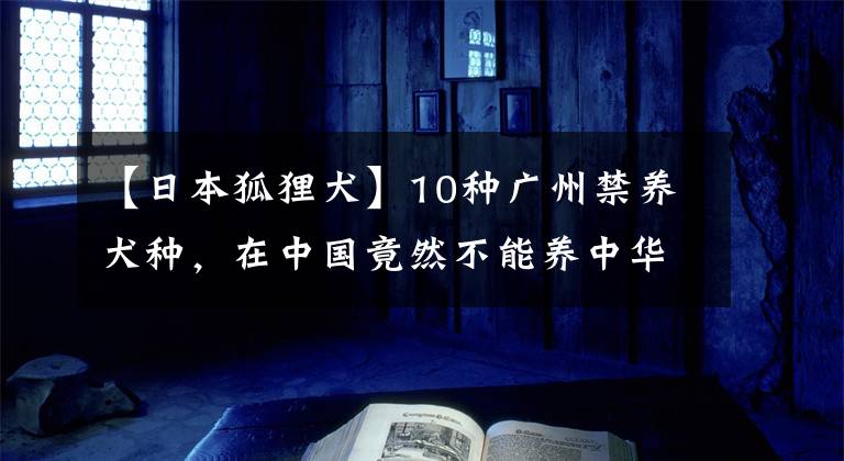 【日本狐貍?cè)?0種廣州禁養(yǎng)犬種，在中國(guó)竟然不能養(yǎng)中華田園犬？