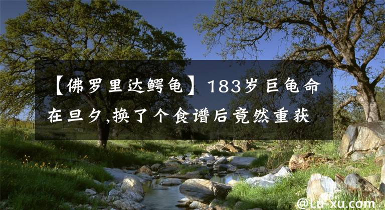 【佛羅里達鱷龜】183歲巨龜命在旦夕,換了個食譜后竟然重獲新生!盤點全球烏龜種類