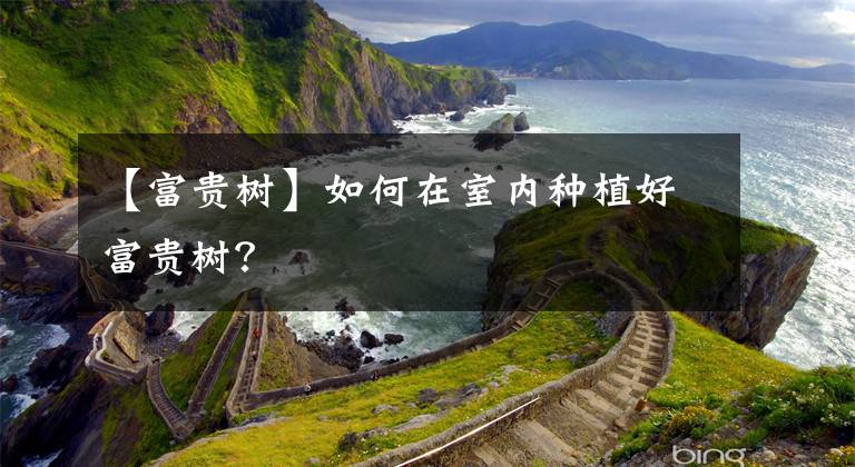 【富貴樹】如何在室內(nèi)種植好富貴樹？