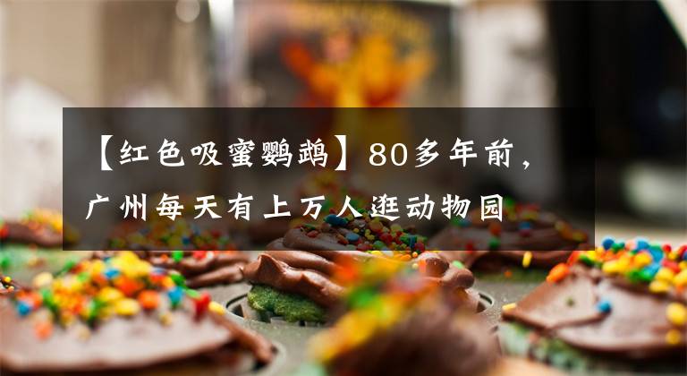 【紅色吸蜜鸚鵡】80多年前，廣州每天有上萬人逛動物園