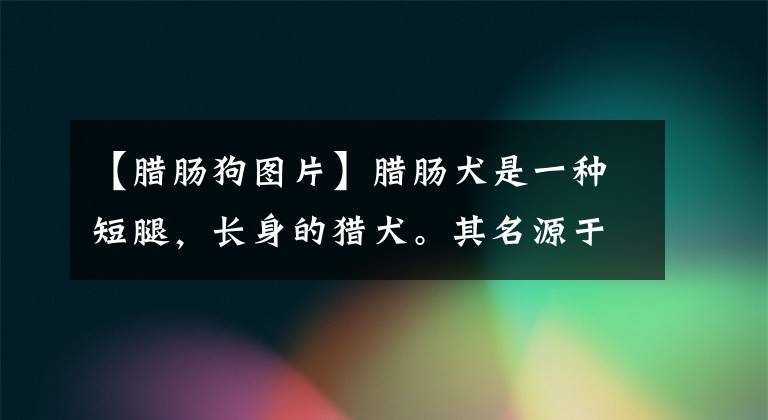 【臘腸狗圖片】臘腸犬是一種短腿，長身的獵犬。其名源于德國，原意"獾狗"