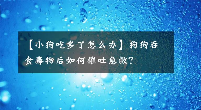 【小狗吃多了怎么辦】狗狗吞食毒物后如何催吐急救？