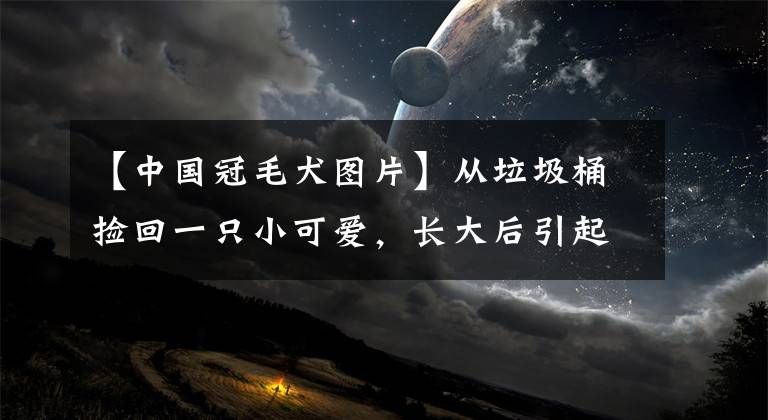 【中國冠毛犬圖片】從垃圾桶撿回一只小可愛，長大后引起全網(wǎng)爆笑：太魔性了哈哈哈