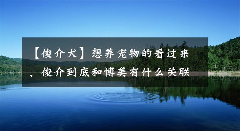 【俊介犬】想養(yǎng)寵物的看過來，俊介到底和博美有什么關(guān)聯(lián)？