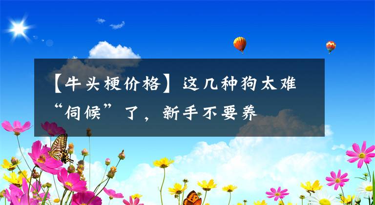 【牛頭梗價格】這幾種狗太難“伺候”了，新手不要養(yǎng)