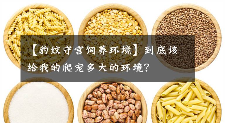 【豹紋守宮飼養(yǎng)環(huán)境】到底該給我的爬寵多大的環(huán)境？