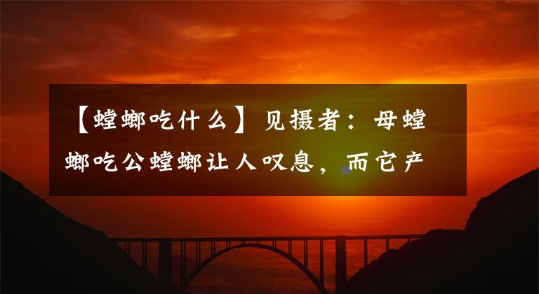 【螳螂吃什么】見攝者：母螳螂吃公螳螂讓人嘆息，而它產(chǎn)卵的本領更堪稱科學家！