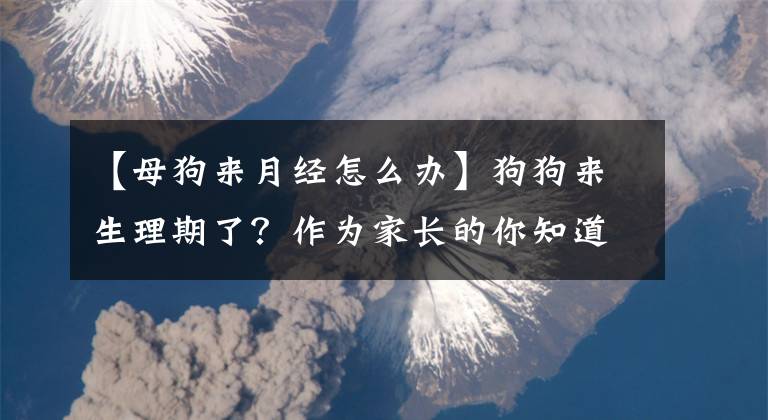 【母狗來月經(jīng)怎么辦】狗狗來生理期了？作為家長的你知道該如何應(yīng)對嗎？！