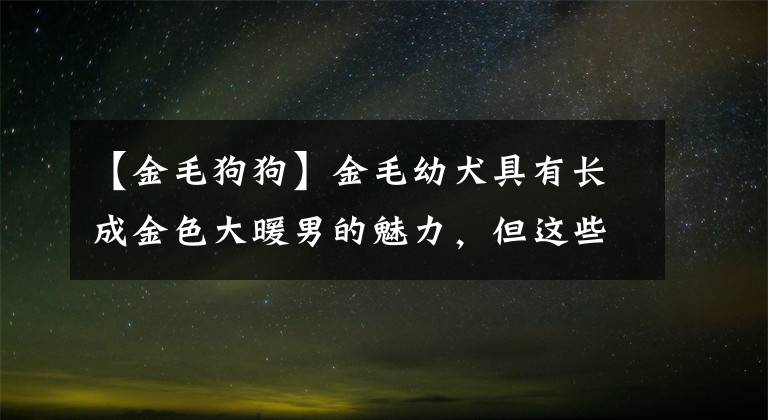 【金毛狗狗】金毛幼犬具有長成金色大暖男的魅力，但這些事項(xiàng)一定要注意