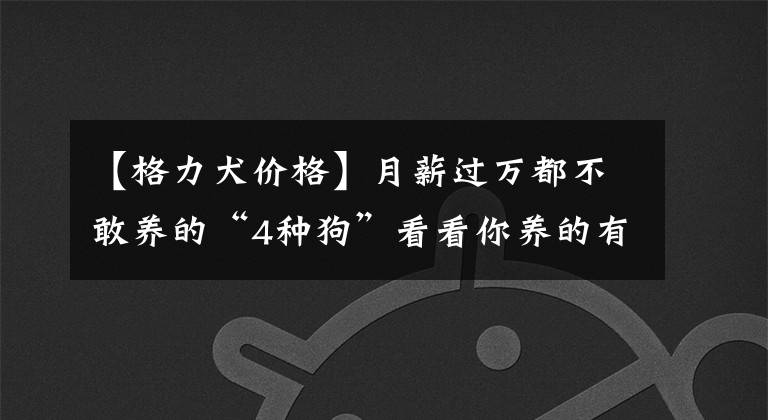 【格力犬價格】月薪過萬都不敢養(yǎng)的“4種狗”看看你養(yǎng)的有沒有？