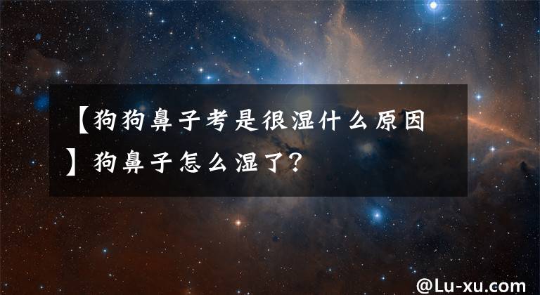 【狗狗鼻子考是很濕什么原因】狗鼻子怎么濕了？