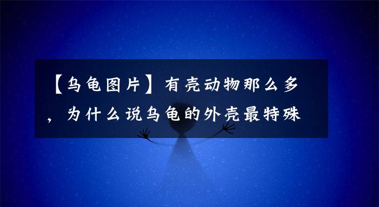 【烏龜圖片】有殼動物那么多，為什么說烏龜?shù)耐鈿ぷ钐厥?，最折磨科學(xué)家？