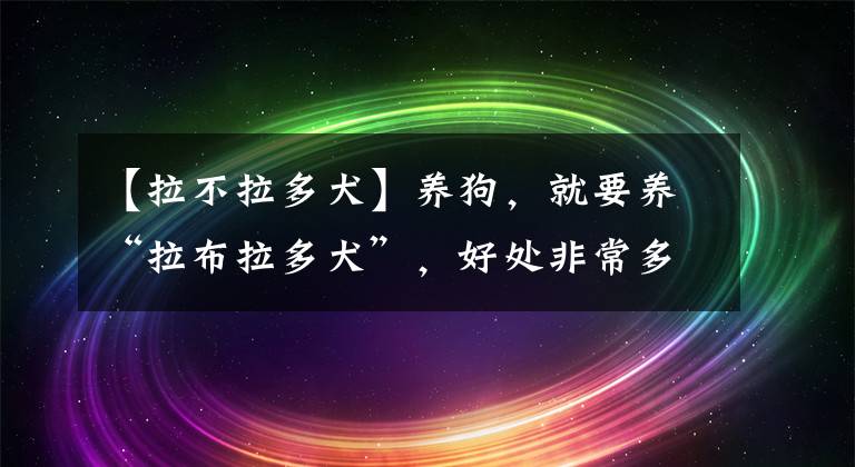 【拉不拉多犬】養(yǎng)狗，就要養(yǎng)“拉布拉多犬”，好處非常多