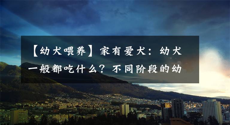 【幼犬喂養(yǎng)】家有愛犬：幼犬一般都吃什么？不同階段的幼犬喂食方法可以參考