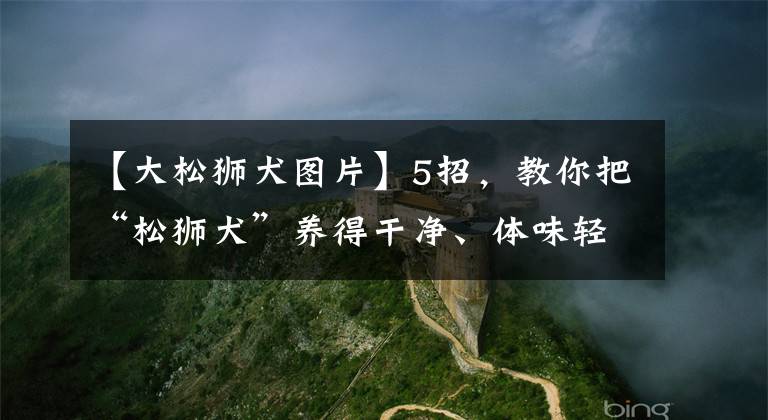 【大松獅犬圖片】5招，教你把“松獅犬”養(yǎng)得干凈、體味輕