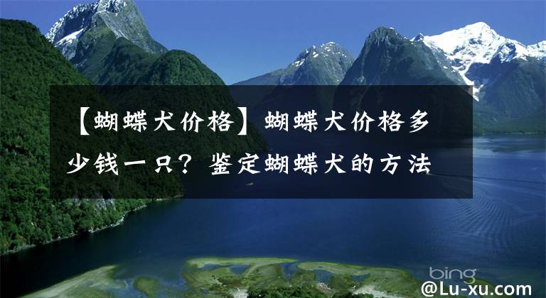 【蝴蝶犬價格】蝴蝶犬價格多少錢一只？鑒定蝴蝶犬的方法大全是什么？