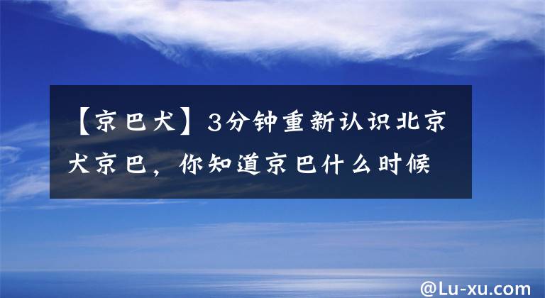 【京巴犬】3分鐘重新認(rèn)識北京犬京巴，你知道京巴什么時候風(fēng)靡歐美的嗎？