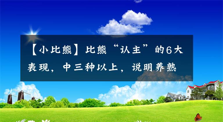 【小比熊】比熊“認(rèn)主”的6大表現(xiàn)，中三種以上，說明養(yǎng)熟了