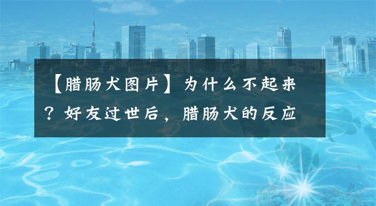 【臘腸犬圖片】為什么不起來？好友過世后，臘腸犬的反應(yīng)讓人心酸