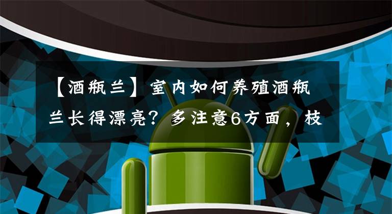 【酒瓶蘭】室內(nèi)如何養(yǎng)殖酒瓶蘭長得漂亮？多注意6方面，枝葉翠綠少受損