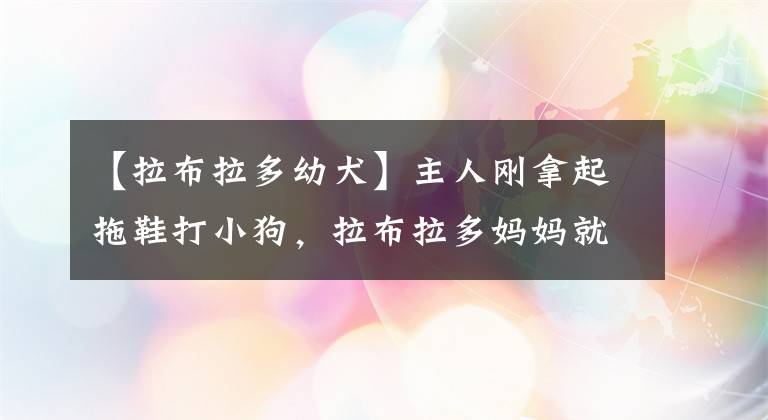 【拉布拉多幼犬】主人剛拿起拖鞋打小狗，拉布拉多媽媽就沖過來阻止：不要動手啊