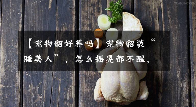 【寵物貂好養(yǎng)嗎】寵物貂裝“睡美人”，怎么搖晃都不醒，只有主人這么做才肯睜眼