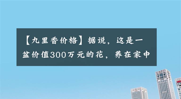 【九里香價格】據(jù)說，這是一盆價值300萬元的花，養(yǎng)在家中，花香滿室，甜蜜久久