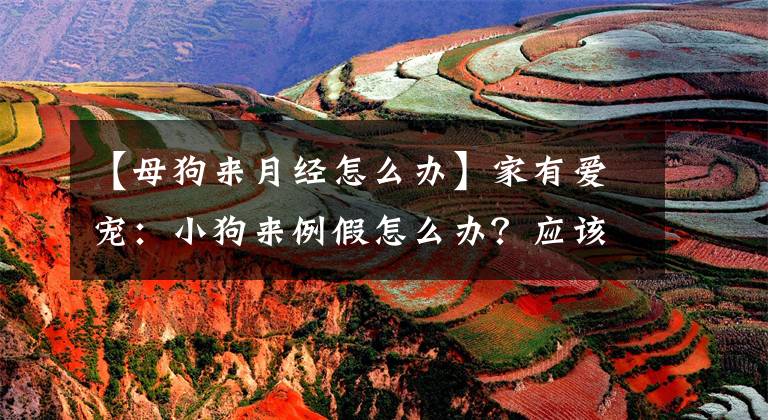 【母狗來月經(jīng)怎么辦】家有愛寵：小狗來例假怎么辦？應(yīng)該怎么護(hù)理？