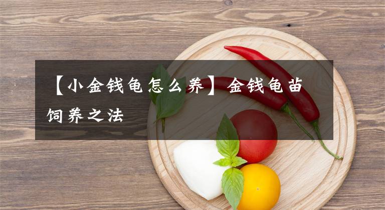 【小金錢(qián)龜怎么養(yǎng)】金錢(qián)龜苗飼養(yǎng)之法