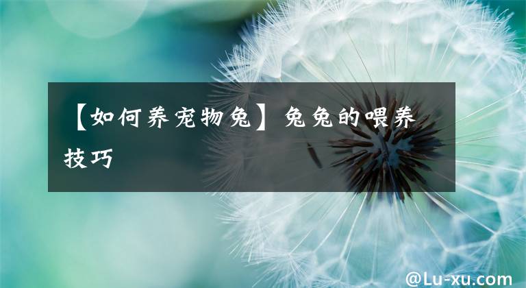 【如何養(yǎng)寵物兔】兔兔的喂養(yǎng)技巧